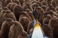 Adult King Penguin Stands Out from the Crowd in a Creche Royalty Free Stock Photo