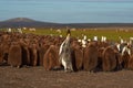 King Penguin Creche - Falkland Islands Royalty Free Stock Photo