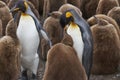 King Penguin creche in the Falkland Islands Royalty Free Stock Photo