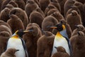 King Penguin Creche - Falkland Islands Royalty Free Stock Photo