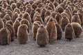 King Penguin Creche - Falkland Islands Royalty Free Stock Photo