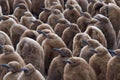 King Penguin Creche - Falkland Islands Royalty Free Stock Photo