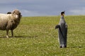 King Penguin and curious sheep