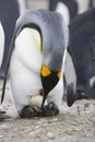 King Penguin with egg Royalty Free Stock Photo