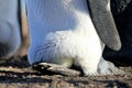 King penguin with an egg between the feet, aptenodytes patagonicus, Saunders, Falkland Islands Royalty Free Stock Photo