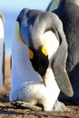 King penguin with an egg between the feet, aptenodytes patagonicus, Saunders, Falkland Islands Royalty Free Stock Photo