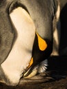 King penguin with an egg on feet waiting for it to hatch Royalty Free Stock Photo