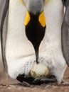 King penguin with an egg on feet waiting for it to hatch Royalty Free Stock Photo