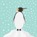 King Penguin Emperor Aptenodytes Patagonicus on iceberg Snow in the sky Flat design Winter antarctica background