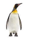 King penguin facing at the camera, isolated