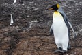 King Penguin, Falkland Island, South America