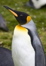 King Penguin - Falkland Islands