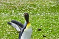 King Penguin flapping his wings.