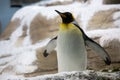 A king penguin flapping its wings