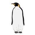 King Penguin. Flat vector illustration. Polar animal Royalty Free Stock Photo