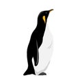 King Penguin. Flat vector illustration. Polar animal Royalty Free Stock Photo