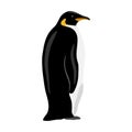 King Penguin. Flat vector illustration. Polar animal Royalty Free Stock Photo
