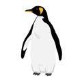 King Penguin. Flat vector illustration. Polar animal Royalty Free Stock Photo