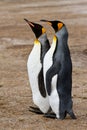 King Penguin friends