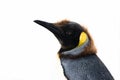 King penguin - juvenile penguin, funny chick, molting feathers