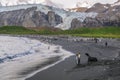 King Penguin and Fur Seal Royalty Free Stock Photo