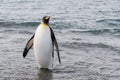 King penguin going from sea