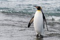 King penguin going from sea