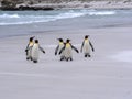 King Penguin Group, Aptenodytes patagonica, on the white sandy beach of Volunteer Point, Falklands / Malvinas Royalty Free Stock Photo