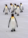 King Penguin Group, Aptenodytes patagonica, on the white sandy beach of Volunteer Point, Falklands / Malvinas Royalty Free Stock Photo