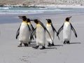 King Penguin Group, Aptenodytes patagonica, on the white sandy beach of Volunteer Point, Falklands / Malvinas Royalty Free Stock Photo