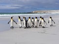 King Penguin Group, Aptenodytes patagonica, on the white sandy beach of Volunteer Point, Falklands / Malvinas Royalty Free Stock Photo