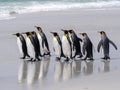 King Penguin Group, Aptenodytes patagonica, on the white sandy beach of Volunteer Point, Falklands / Malvinas Royalty Free Stock Photo