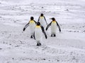 King Penguin Group, Aptenodytes patagonica, on the white sandy beach of Volunteer Point, Falklands / Malvinas Royalty Free Stock Photo