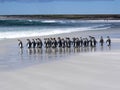 King Penguin Group, Aptenodytes patagonica, on the white sandy beach of Volunteer Point, Falklands / Malvinas Royalty Free Stock Photo