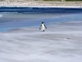 King Penguin Group, Aptenodytes patagonica, on the white sandy beach of Volunteer Point, Falklands / Malvinas Royalty Free Stock Photo