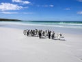 King Penguin Group, Aptenodytes patagonica, on the white sandy beach of Volunteer Point, Falklands / Malvinas Royalty Free Stock Photo