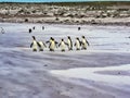 King Penguin Group, Aptenodytes patagonica, on the white sandy beach of Volunteer Point, Falklands / Malvinas Royalty Free Stock Photo