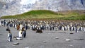 Colony of king penguins - Aptendytes patagonica - with crossing seal in front of green hills with tussock grass in South Georgia