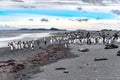 Colony of king penguins - Aptendytes patagonica - on beautiful morning at the beach in South Georgia Royalty Free Stock Photo