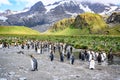 Colony of king penguins - Aptendytes patagonica - standing in front of green hills with tussock grass and mountains, South Georgia