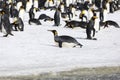 A king penguin has gone to rest on Salisbury Plain on South Georgia Royalty Free Stock Photo