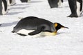 A king penguin has gone to rest on Salisbury Plain on South Georgia Royalty Free Stock Photo