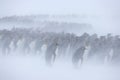 King penguin huddle Royalty Free Stock Photo