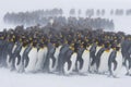 King penguin huddle Royalty Free Stock Photo