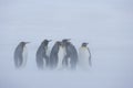 King penguin huddle Royalty Free Stock Photo
