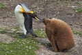 King Penguin with Hungry Chick - Falkland Islands Royalty Free Stock Photo