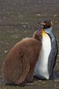 King Penguin and Hungry Chick - Falkland Islands Royalty Free Stock Photo