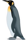 King Penguin Illustration