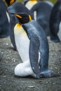 King penguin incubating egg on sandy beach Royalty Free Stock Photo