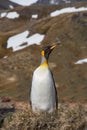 King Penguin on island of South Georgia near Antarctica Royalty Free Stock Photo